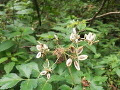 Arracacia atropurpurea