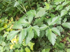 Arracacia atropurpurea
