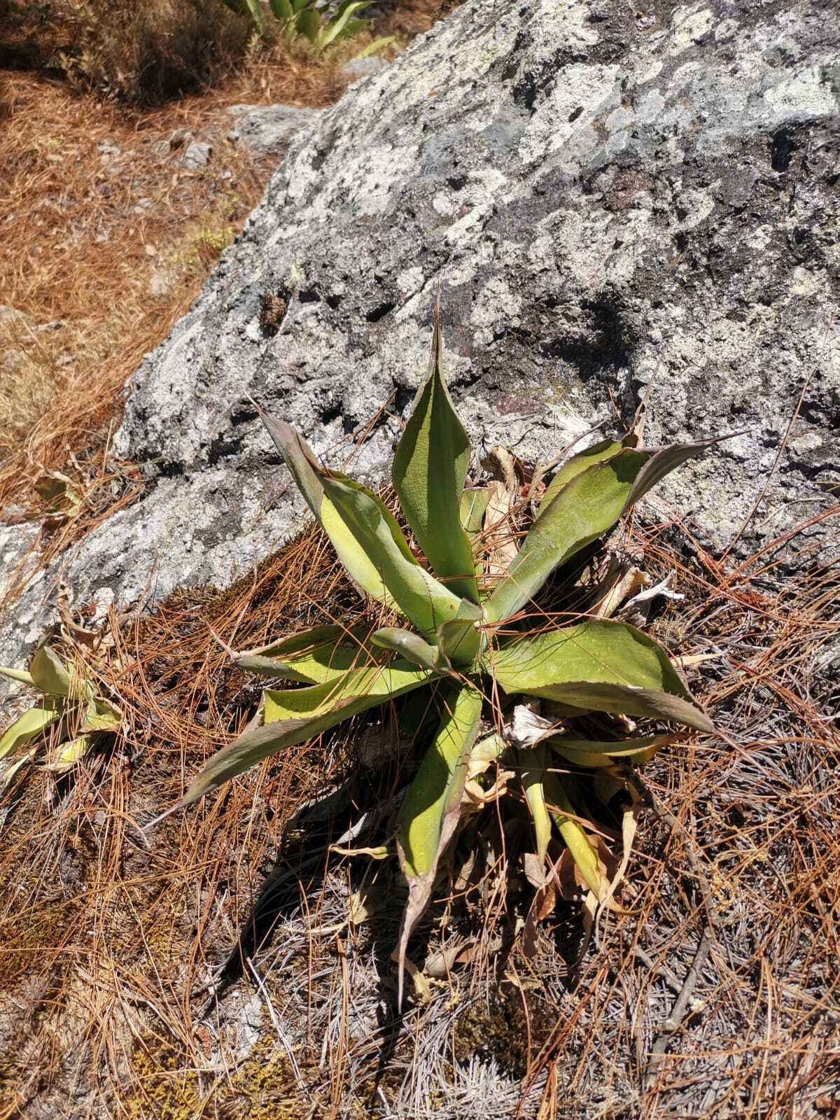 Agave vazquezgarciae