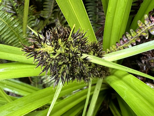 Rhynchospora sclerioides