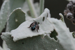 Andrena cerasifolii