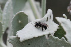 Andrena cerasifolii