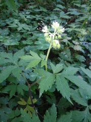 Hydrophyllum tenuipes