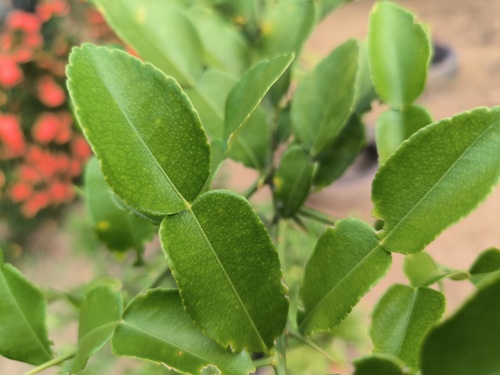 Citrus hystrix