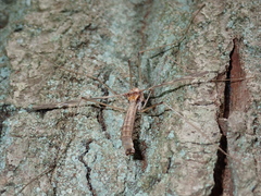 Tipula maxima