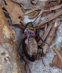 Pterostichus burmeisteri