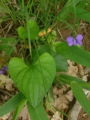Viola cucullata