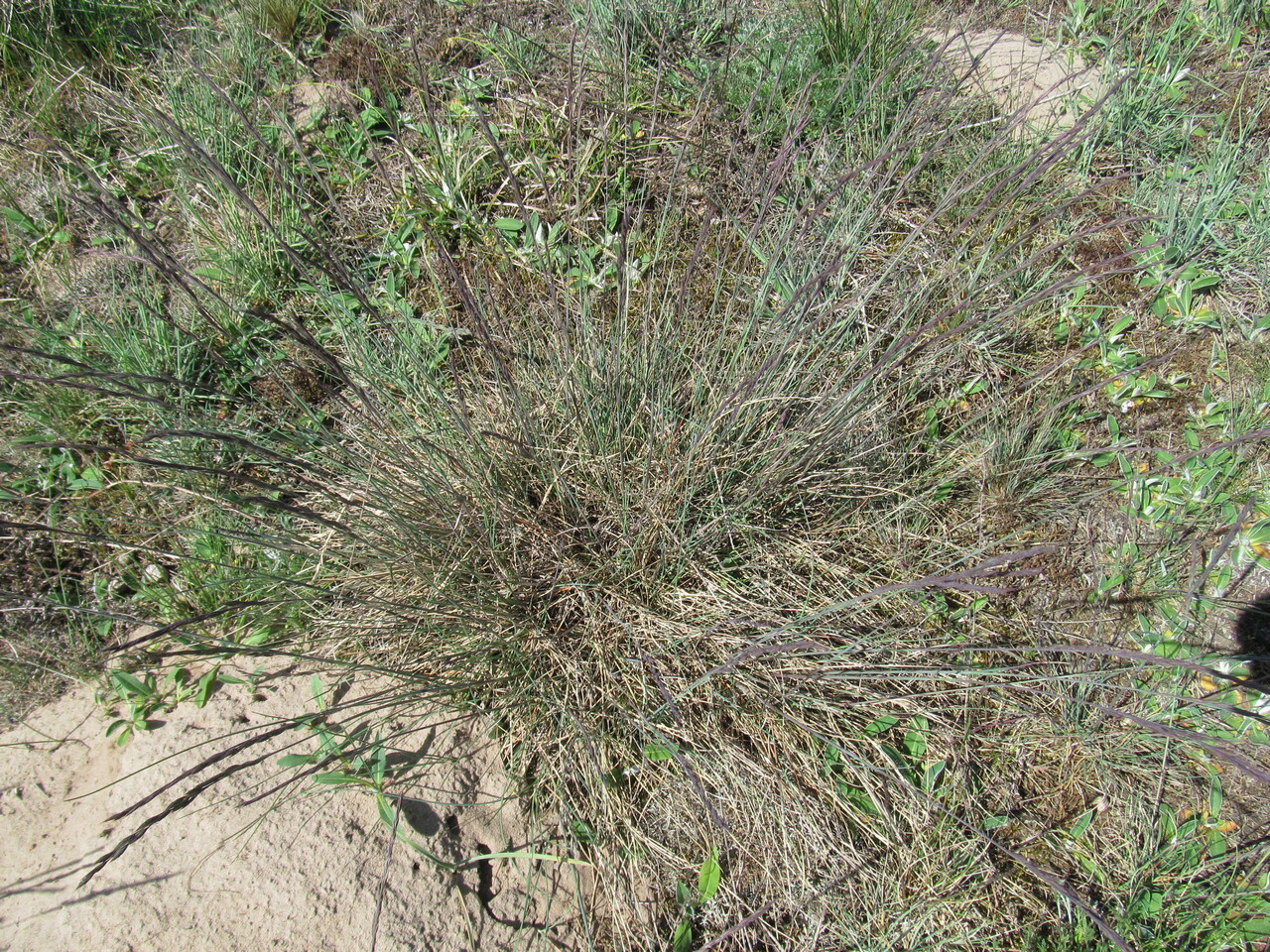 Imagem de Festuca azul