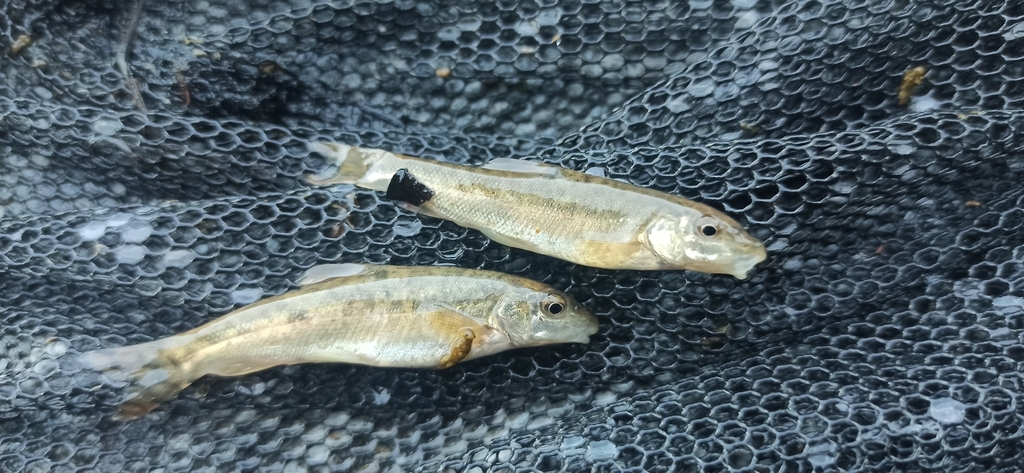 Round-scaled barbel (Barbus cyclolepis) — Cyprinidae