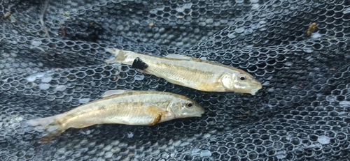 Round-scaled barbel (Barbus cyclolepis) — Cyprinidae