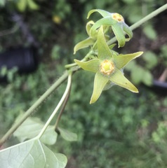 Gonolobus taylorianus