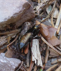 Pterostichus burmeisteri