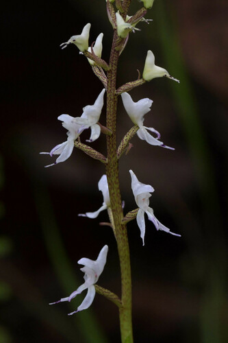 Disa aperta