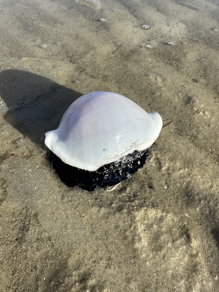 Common Egg Cowry from Coral Sea, Dunwich, QLD, AU on May 5, 2024 at 03: ...