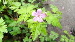 Geranium robertianum