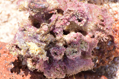 Haliclona caerulea