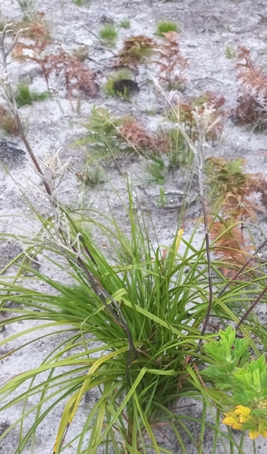 Lanaria lanata (Lanaria lanata)