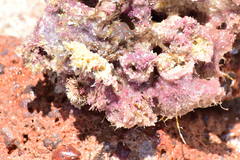 Haliclona caerulea