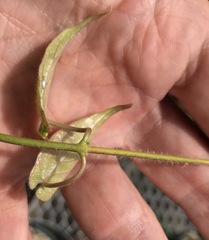 Gonolobus taylorianus