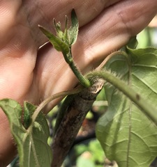 Gonolobus taylorianus