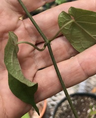 Gonolobus taylorianus