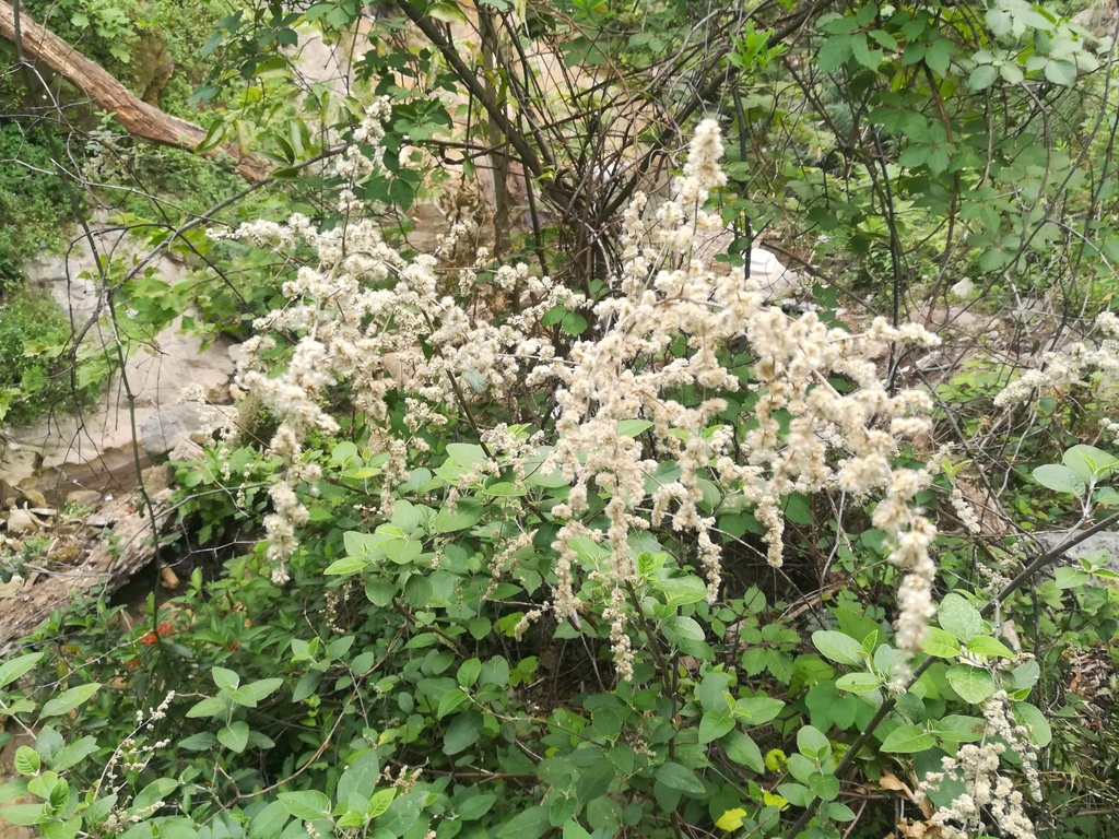 Iresine orientalis