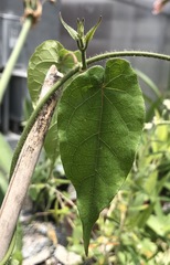 Gonolobus taylorianus