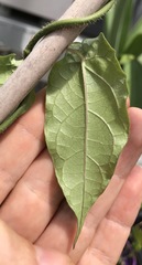Gonolobus taylorianus