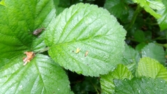 Rubus fruticosus