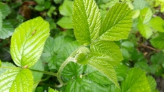 Rubus fruticosus