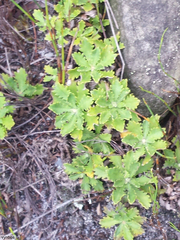 Osmitopsis dentata
