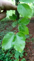 Fagus sylvatica