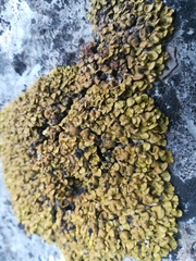 Xanthopsorella texana