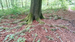 Fagus sylvatica
