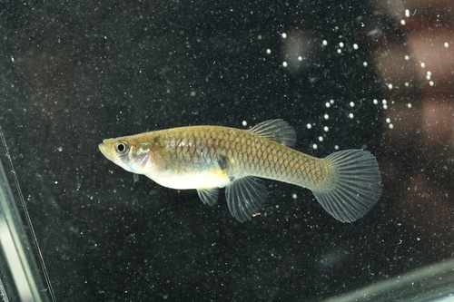 Ảnh của Cá ăn muỗi