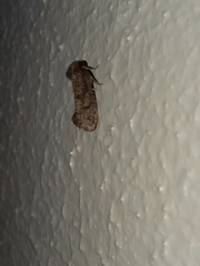 Acrolophus texanella