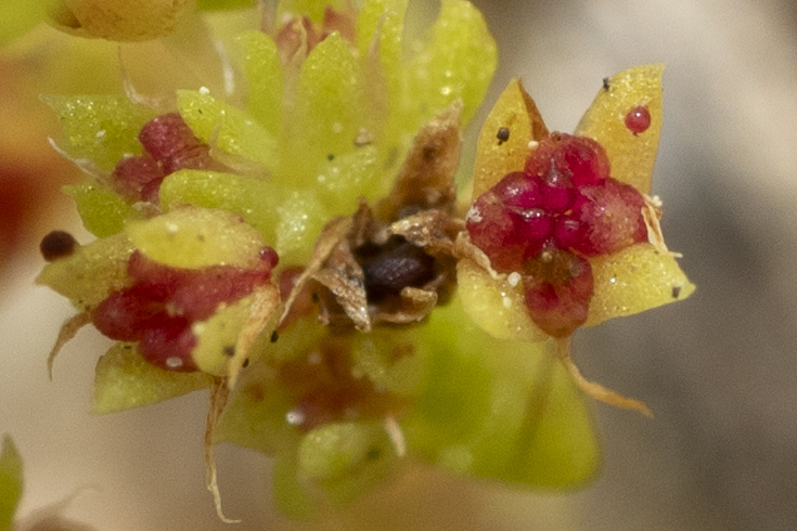 Synchytrium tillaeae