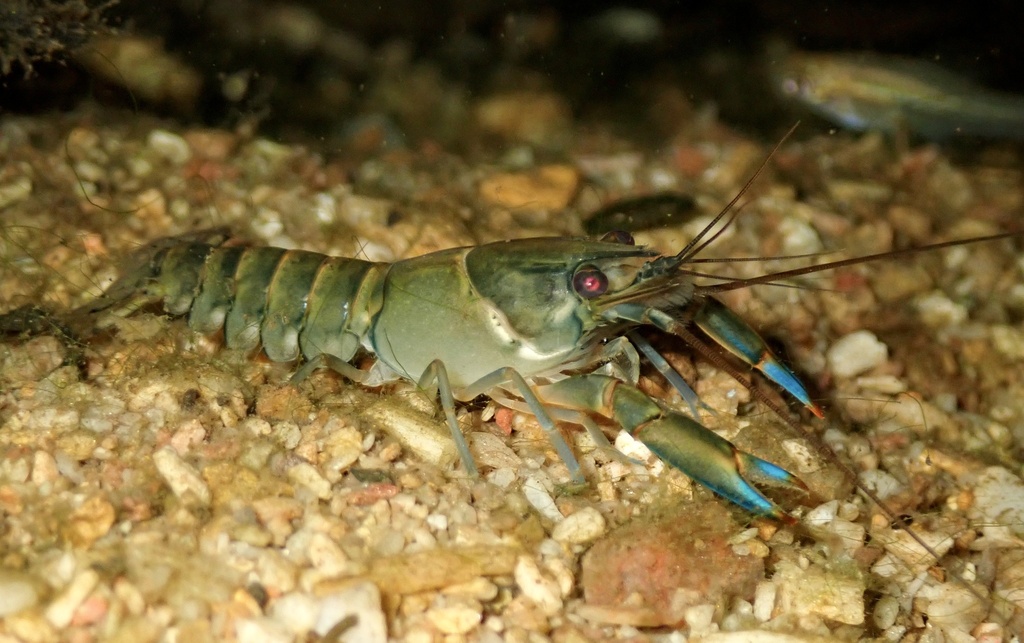 Cherax dispar