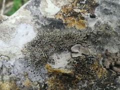 Speerschneidera euploca