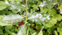 Ilex aquifolium