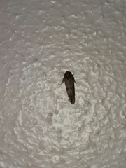 Acrolophus texanella