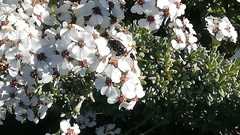 Oxythyrea