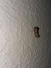 Acrolophus texanella