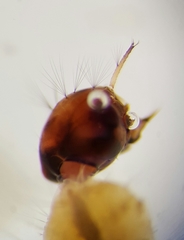 Aedes canadensis