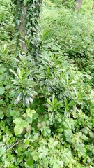 Daphne laureola