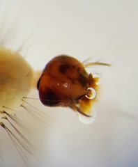 Aedes vexans