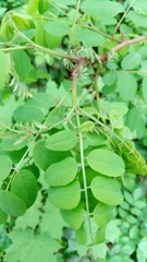 Robinia pseudoacacia