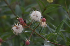 Cephalanthus salicifolius