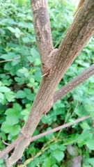 Robinia pseudoacacia