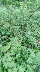Robinia pseudoacacia